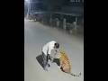 Drunken Man With Real Tiger