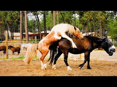 Mulica (mul) (Equus mulus) — chov, ustajnenie a úžitkovosť