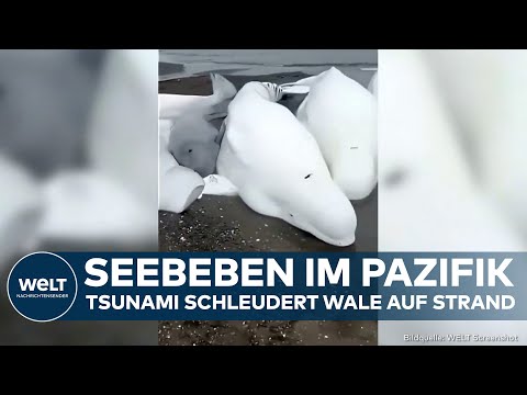 TSUNAMI IM PAZIFIK: Wellen schleudern Wale auf Strand! Evakuierung in Japan und Hawaii