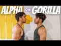 Alpha Menentang Gorilla | Apabila Sahabat Menjadi Musuh