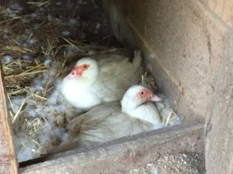 The Muscovy Ducks. Sitting on eggs again. Hopefully this time they will hatch.