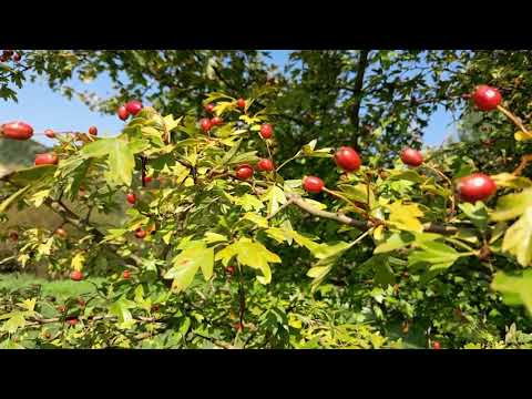 Bijeli glog - ljekovito ukrasno drvo iz mitologije