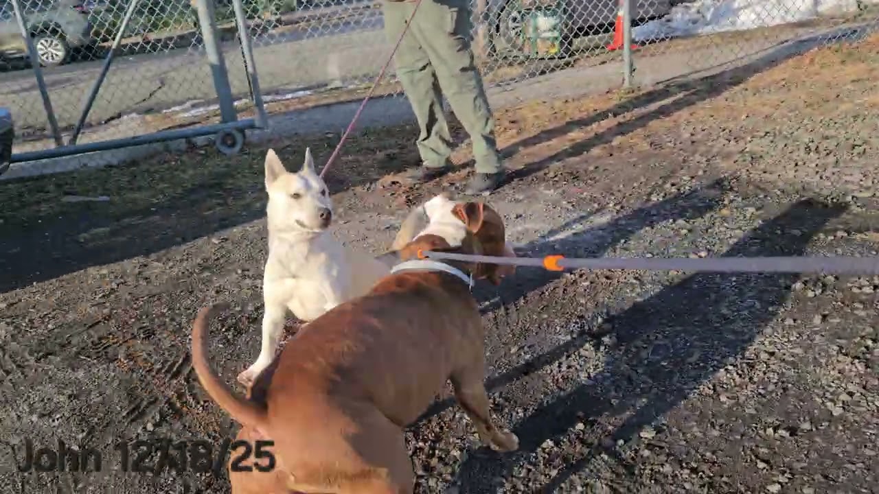 Enlarge John, a ADOPTABLE Pit Bull Terrier in Trenton, NJ video 3/3