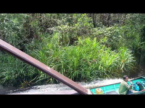 Dodging Klotoks Riverboats in Tanjung Puting National Park, Borneo, Indonesia