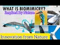 Biomimicry Innovation From Nature Technology Inspired From Nature