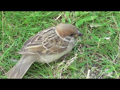 餌を貰いに来るすずめ達 20210727 3（足を痛めた子雀）