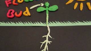 From a Seed to a Flower