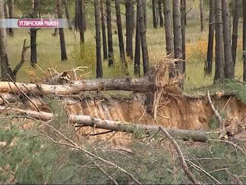 Масштабы незаконной вырубки лесов в Ярославской области поражают