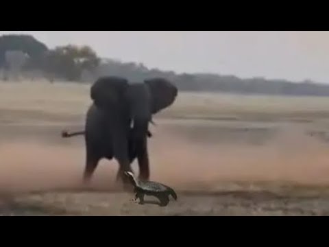Elephant kick honey badger attack video.  #elephantattack                                          