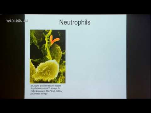 Chtanova (2016): The secret life of immune cells