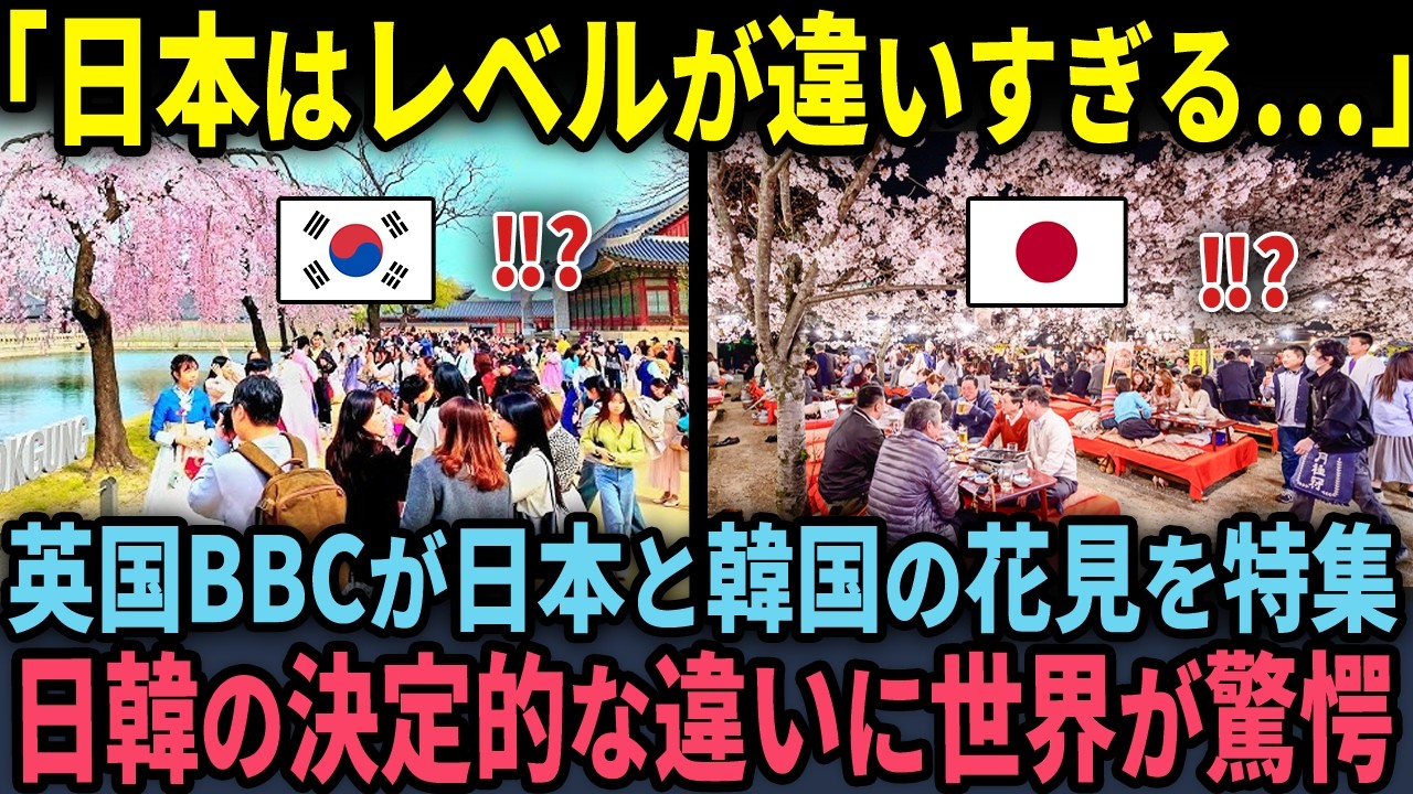【海外の反応】「日本の桜は世界遺産です」英国BBCが日本と韓国の花見を特集し、日韓の違いに驚愕した理由