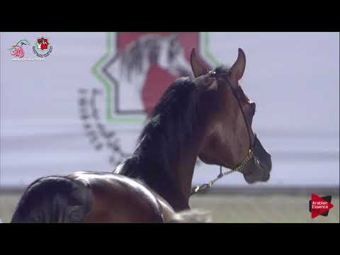 N 562 D GHALI   UAE Nationals 2019