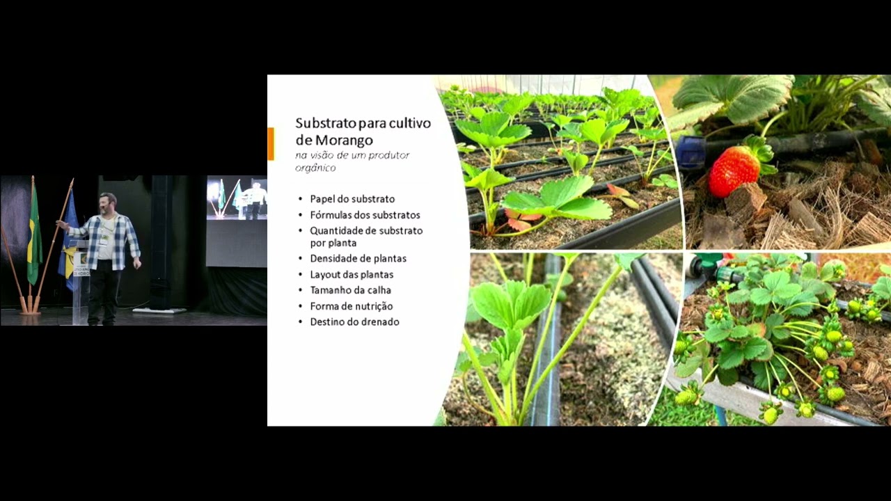 Morango na calha com certificado do IBD - Dario Piaz