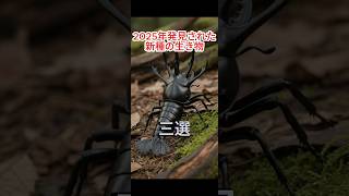 コウカクゴカクムシ #クワガタ #昆虫 #カブトムシ #shorts