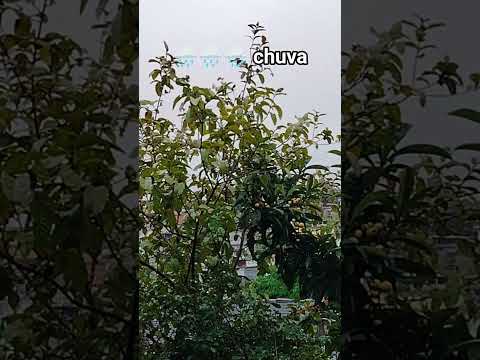 O DIA SEGUE FECHADO E CHUVOSO EM SÃO PAULO #alerta #clima