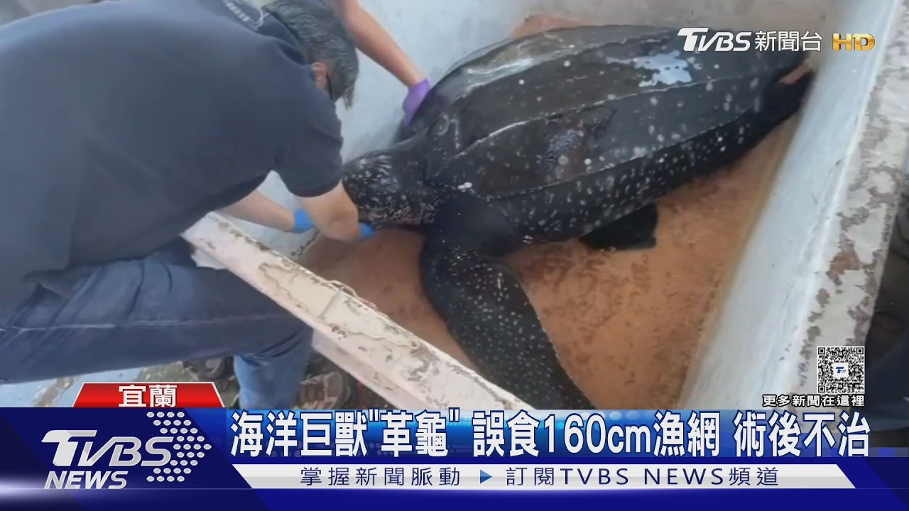 影音/280kg海洋保育類「革龜」出沒!疑誤食160公分魚網 術後不治