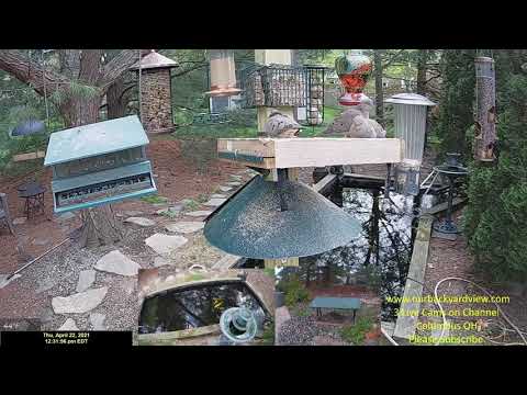 Mourning Doves Taking Over bird feeder