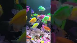 Download lagu Do not fear failure but rather fear not trying#aquarium #fish #shorts mp3 Download lagu Do not fear failure but rather fear not trying#aquarium #fish #shorts mp3