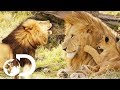 Everything You Ve Ever Wanted To Know About Wild Lions Big Cat Tales