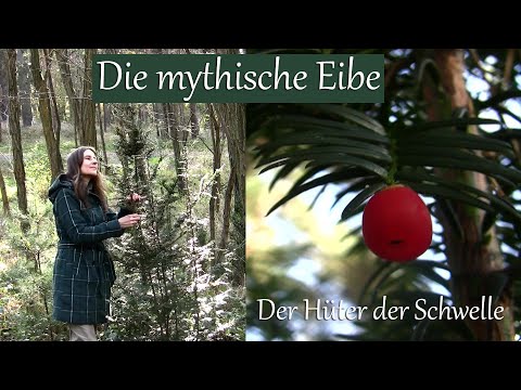 Die mythische Eibe - Hüter der Schwelle