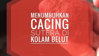 Download lagu CARA MENUMBUHKAN CACING SUTERA DI KOLAM BELUT, STARTER CACING SUTERA #budidayabelut #cacingsutera mp3