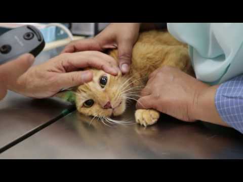 Final Video: A cat fell off the bed and rolls and rolls to the right - feline vestibular disease