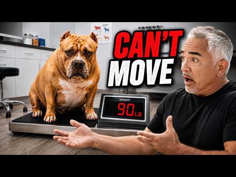 This Pitbull Could Barely Walk Anymore | Better Human Better Dog | S04E07
