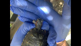 I took this huge cyst off a Red Eared Slider | Turtle Abscess #fieldsurgery #terrapins #turtle