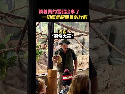 控制不住的雪貂🤣