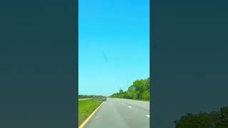 These lovebugs stuck together until the end of their life!