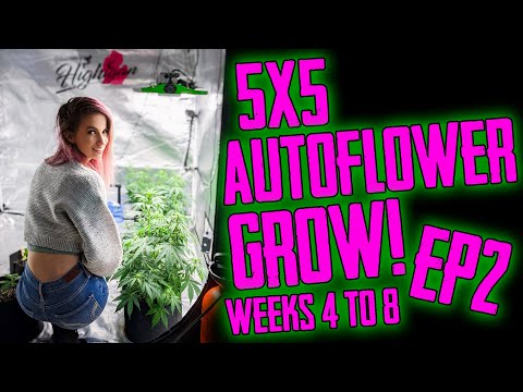 Our First 5x5 Autoflower Grow! Weeks 4-8 Ep2