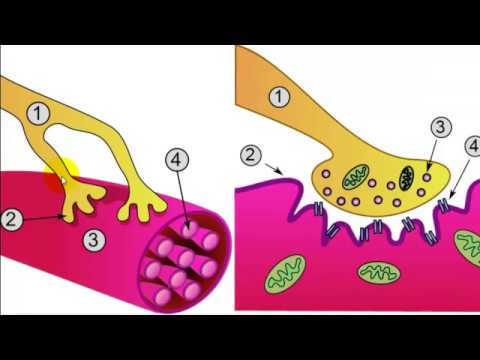 Trigger Point Therapy - What is the Evidence?