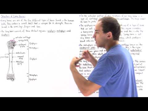 Structure of Long Bones