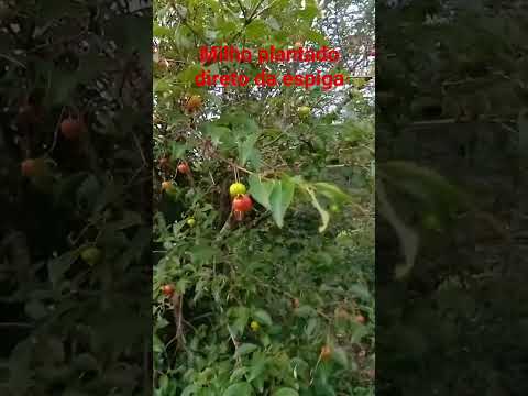 Fazenda centenária Santa Rita do Sapucaí  Minas Gerais