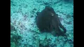 Camera shy day octopus at Halona Blowhole