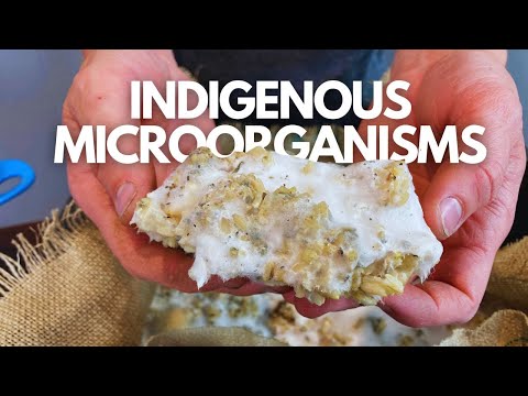 A Beginner's Guide to IMO1