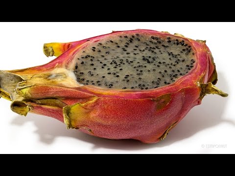 Dragon Fruit Time Lapse (Pitaya)