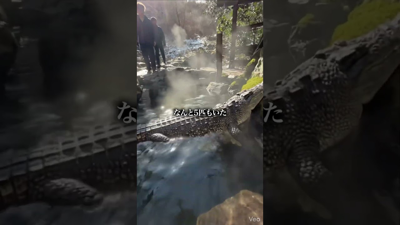 ※ここ、ワニ出ます🐊（注：ワニ ＝ 女性をじっと待つ下心強めな男性たちのことｗ）獲物（女性）が湯船に現れるのを、首まで浸かってじーっと待つ男性たちのこと#混浴 #秘湯 #秘湯巡り #shorts