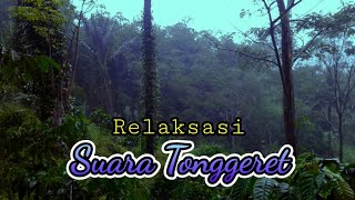 Download lagu Suara tonggeret dan jangkrik untuk relaksasi mp3 Download lagu Suara tonggeret dan jangkrik untuk relaksasi mp3