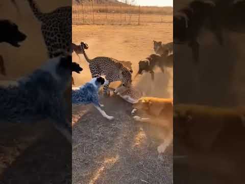 Farm Dogs vs. Leopard: The Ultimate Rescue Mission! ⚔️🐕