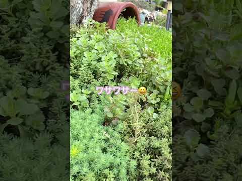 園芸 モンテレアーレマンネングサ、モンドヴィマンネングサ、クロスリーフセダム