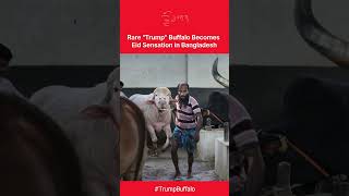 Rare "Donald Trump" Albino Buffalo Becomes Eid Sensation in Bangladesh | DWS News | AK1C