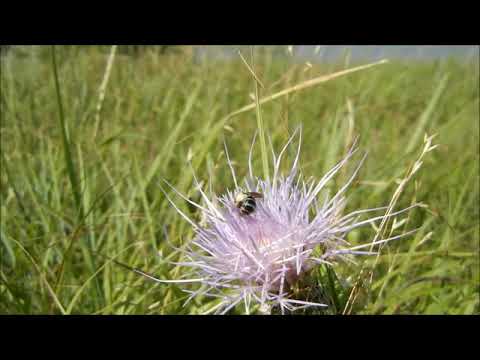 Muaj Peev Xwm   Kuv Tseem Nyob Tos Koj Ibleeg Xwb