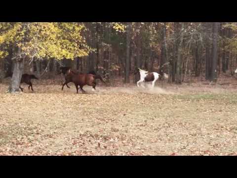 Beautiful Horse Herd Galloping