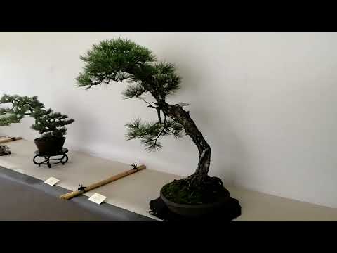 Crespi cup 2023. 15-16-17 settembre