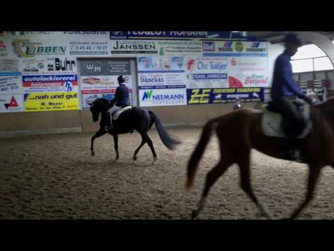 Delailah - 4 jährige Hannoveraner Dressurstute - Dancier - St. Moritz -