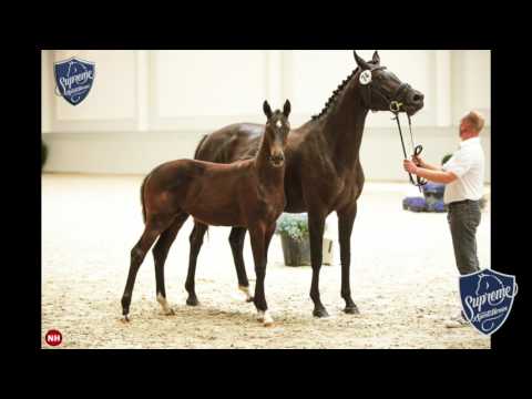 Morricone and D'Egalite foals