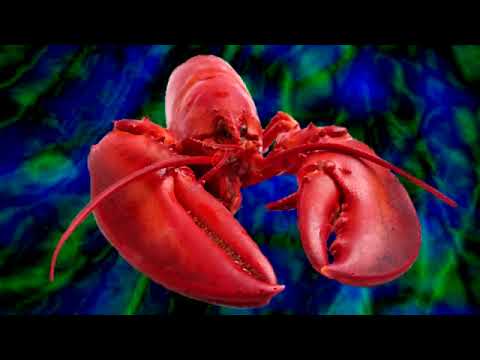 Progressive Rock Mix by Lobster - Volume 07