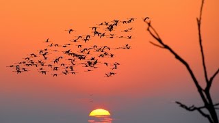 Franco Battiato - Gli Uccelli