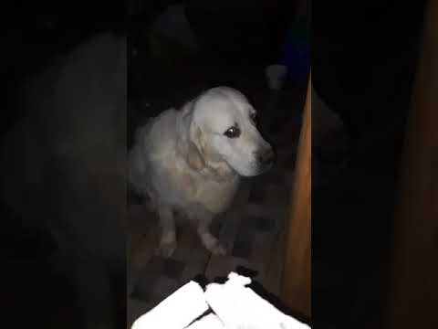 Kairav the guilty Golden Retriever